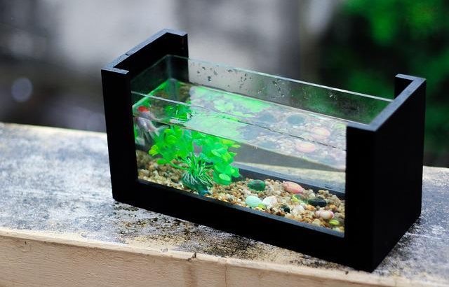 Comment déménager un aquarium dans les meilleures conditions?