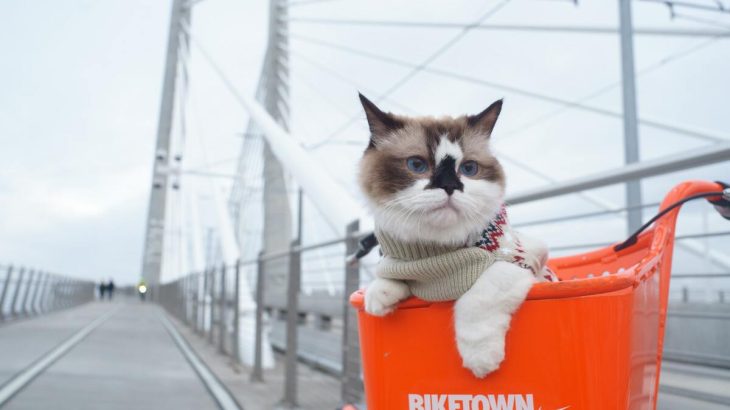 Déménagement avec un chat : préparation et précautions